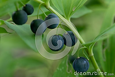 Angular Solomons seal Polygonatum odoratum blue-black berries Stock Photo